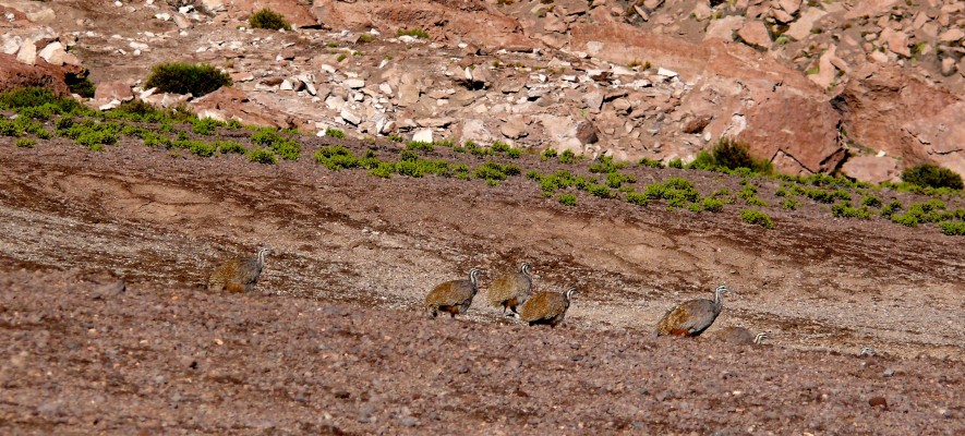 Puna Tinamou, Argentina, Naturalist Journeys, Argentina Birding Tour
