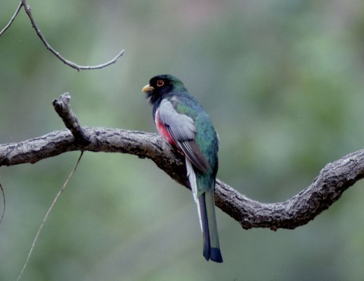 Elegant Trogon, Arizona, Naturalist Journeys