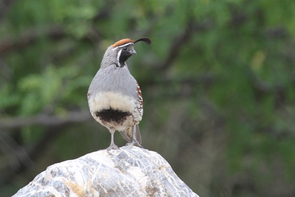 Gambel's Quail, Arizona, Naturalist Journeys