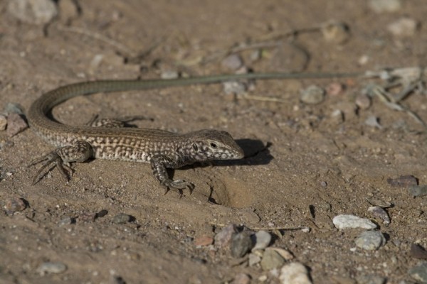 Whiptail Lizard, Arizona, Naturalist Journeys