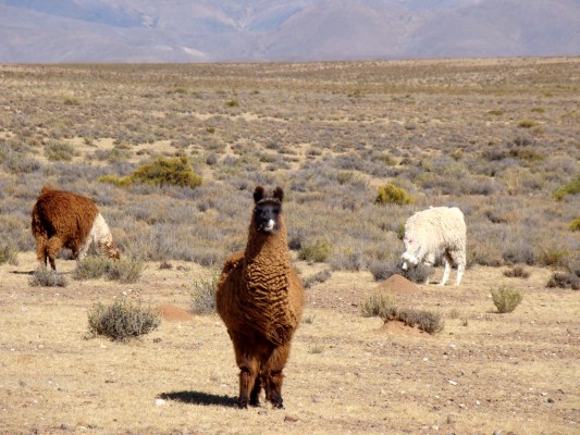 Llamas, Argentina, Naturalist Journeys, Argentina Birding Tour