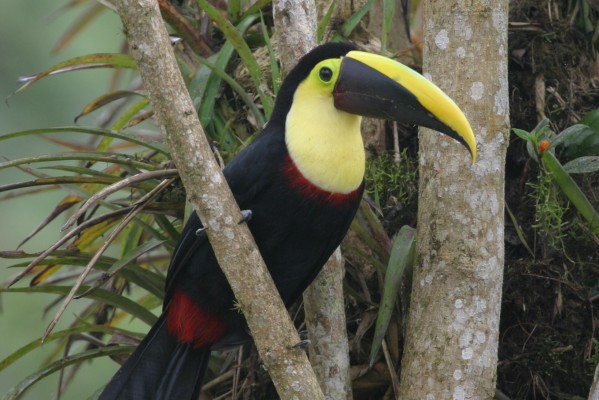 Choco Toucan, Ecuador, Naturalist Journeys, Ecuador Birding Tour