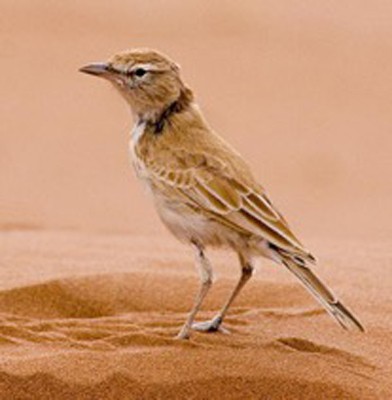Dune Lark, Namibia, Naturalist Journeys, Namibia Wildlife Safari, Namibia Safari