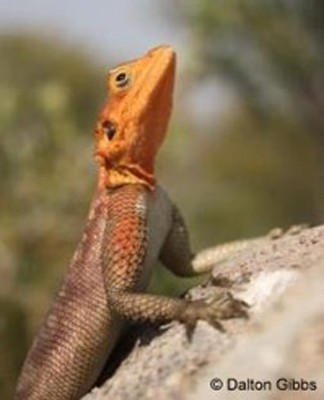 Rock Agamid, Namibia, Naturalist Journeys, Namibia Wildlife Safari, Namibia Safari