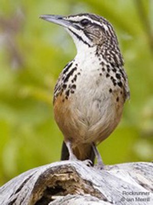 Rockrunner, Namibia, Naturalist Journeys, Namibia Wildlife Safari, Namibia Safari