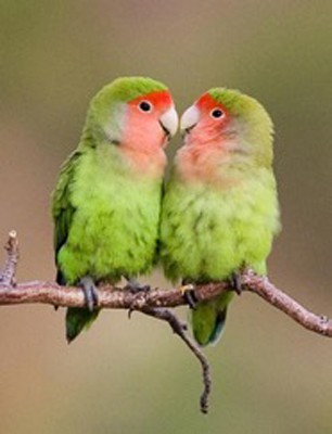 Rosy-faced Lovebird, Namibia, Naturalist Journeys, Namibia Wildlife Safari, Namibia Safari