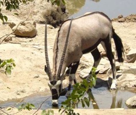 Gemsbok, Southern Oryx, Namibia, Naturalist Journeys, Namibia Wildlife Safari, Namibia Safari