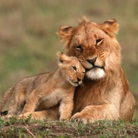 Lion, Kenya, Kenya Safari, Kenya Wildlife Safari, African Safari, Kenya Birding Tour, Naturalist Journeys