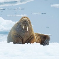 Walrus, Arctic Cruise
