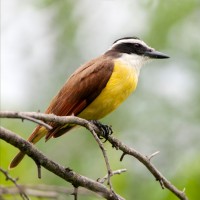 Great Kiskadee, South Texas, South Texas Nature Tour, South Texas Birding Tour, Naturalist Journeys