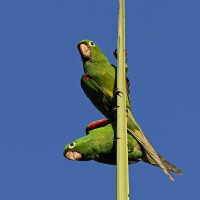 Hispaniolan Parakeet, Jamaica, Jamaican Endemics, Naturalist Journeys, Birding Tour, Jamaica Birding Tour