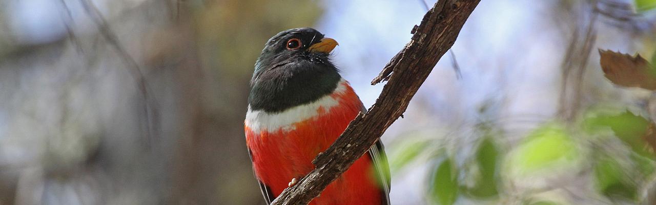 arizona birding tours feeders