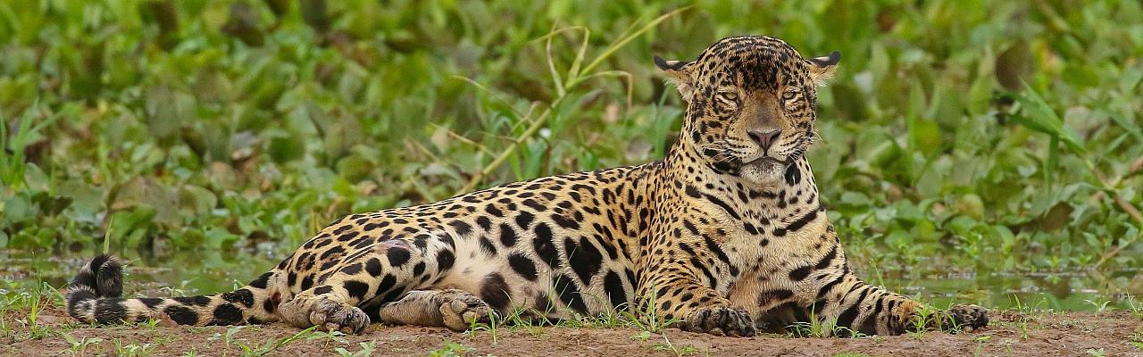 pantanal tours