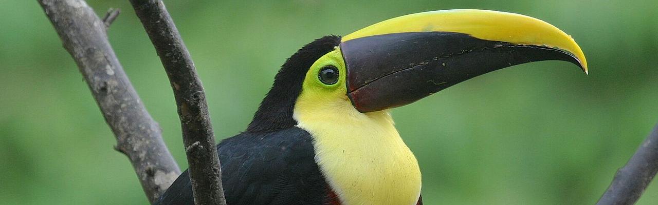 bird watching tours ecuador