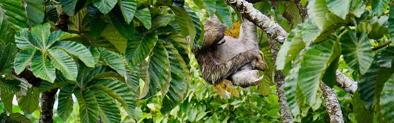 nature tours in panama nature tours in panama