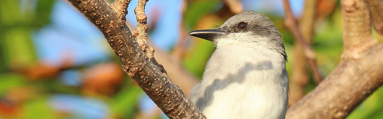 Puerto Rico Nature Tours & Bird Watching Wildlife Trips | Naturalist ...