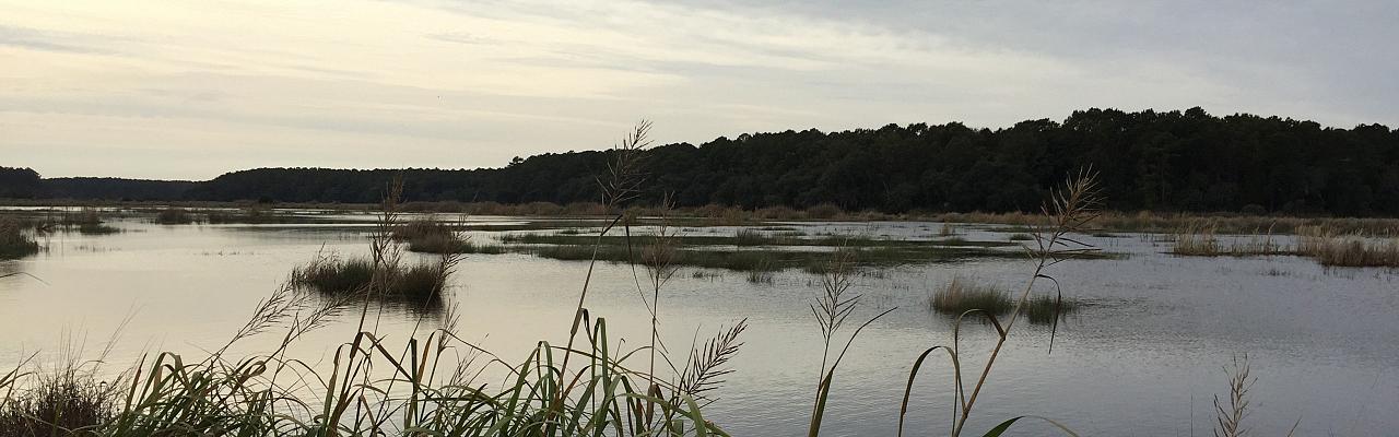 south carolina wildlife tour