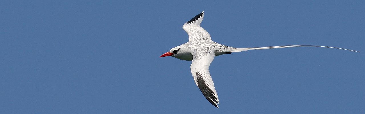 bird watching tours trinidad