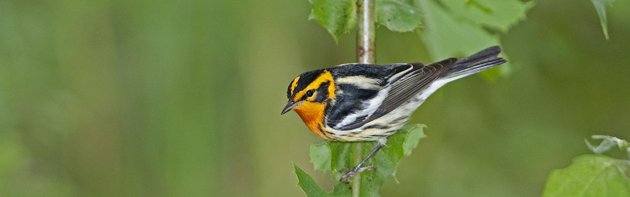 Blackburnian Warbler by Tom Dove