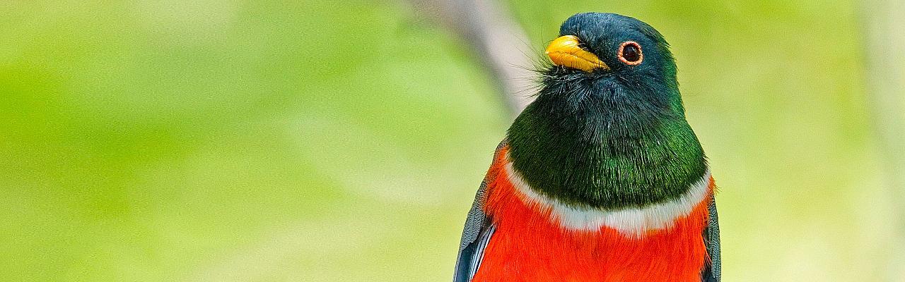 Elegant Trogon by Tom Dove