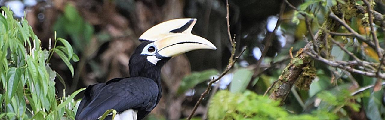 Oriental Pied Hornbill, Thailand, Thailand Birding Tours, Asia Birding Tours, Naturalist Journeys 