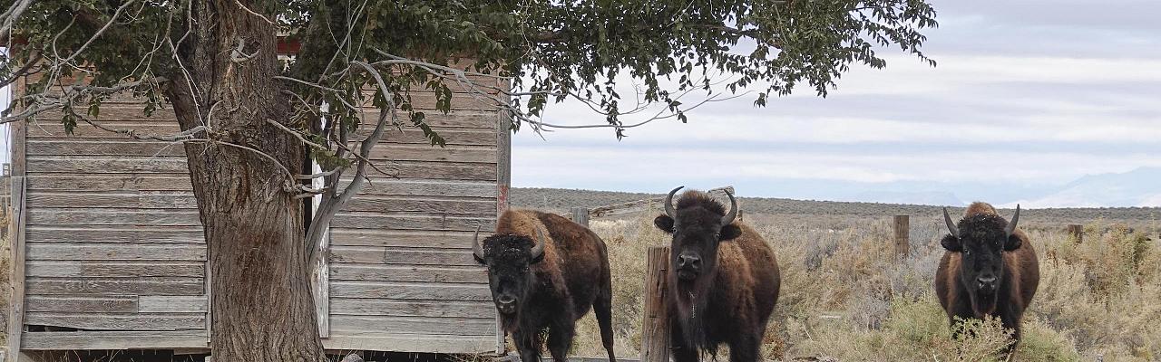 Bison, Colorado, Zapata Ranch, Colorado Nature Tour, Colorado Birding Tour, Colorado Wildlife Tour, Colorado Birding Trip, Naturalist Journeys 