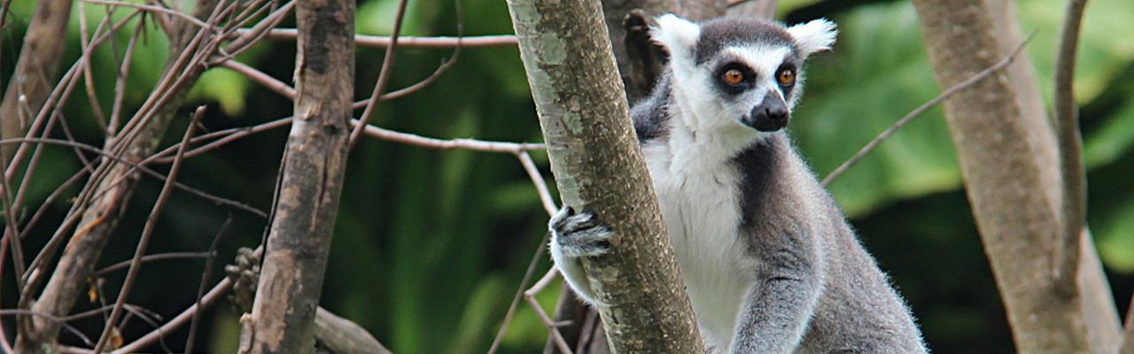 Ring-Tailed Lemur, Madagascar, Naturalist Journeys