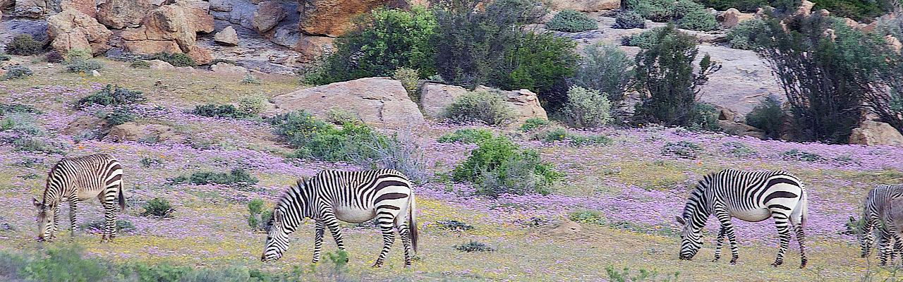 Zebras, South Africa, South Africa Safari, South Africa Nature Tour, South Africa Wildlife Tour, South Africa Wildflower Tour, Naturalist Journeys