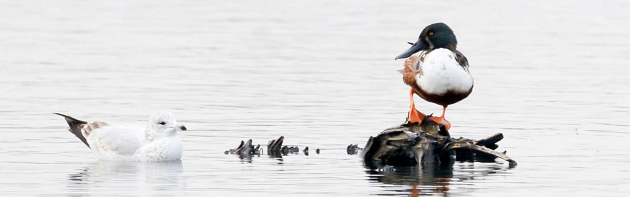 Northern Shoveler, Cape May, Fall Migration Tour, Birding Migration Tour, Naturalist Journeys