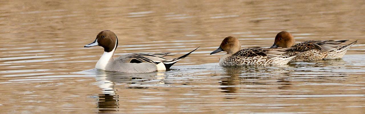 Northern Pintail, Cape May, Fall Migration Tour, Birding Migration Tour, Naturalist Journeys