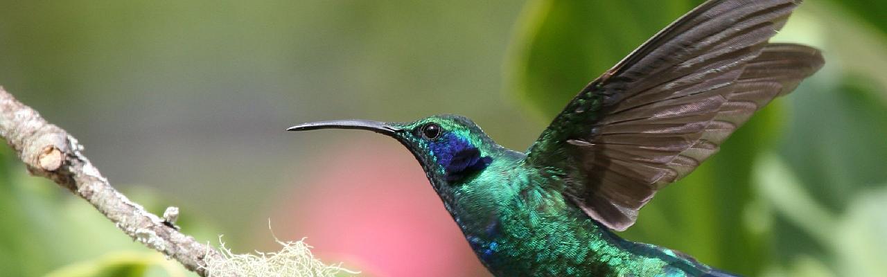 Green Violetear, Costa Rica, Costa Rica Nature Tour, Costa Rica Birding Tour, Fall Migration Tour, Naturalist Journeys, Costa Rica Birding Tour, Costa Rica Nature Tour