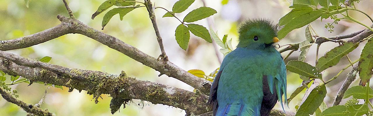 Resplendent Quetzal, Costa Rica, Costa Rica Nature Tour, Costa Rica Birding Tour, Fall Migration Tour, Naturalist Journeys, Costa Rica Birding Tour, Costa Rica Nature Tour