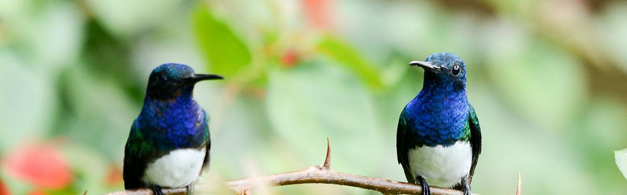 White-necked Jacobin, Costa Rica, Costa Rica Nature Tour, Costa Rica Birding Tour, Fall Migration Tour, Naturalist Journeys, Costa Rica Birding Tour, Costa Rica Nature Tour