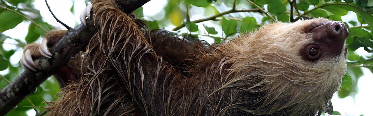 Three-toed Sloth, Amazon River Cruise, Amazon Basin, Peru, Naturalist Journeys