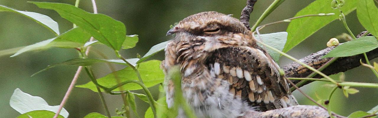 Ladder-tailed Nightjar, Amazon River Cruise, Amazon Basin, Peru, Naturalist Journeys