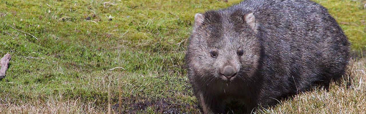 Wombat, Australia, Tasmania, Australia Nature Tour, Tasmania Nature Tour, Australia Birding Tour, Tasmania Birding Tour, Naturalist Journeys