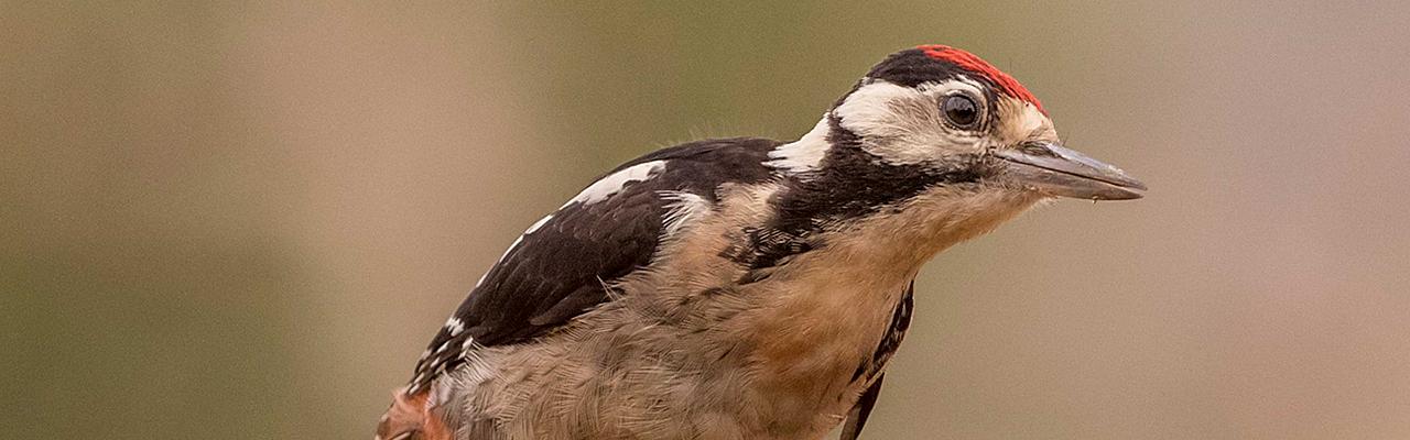 Great Spotted Woodpecker, Greece, Greece Birding Tour, Greece Nature Tour, Spring Migration Tour, Naturalist Journeys