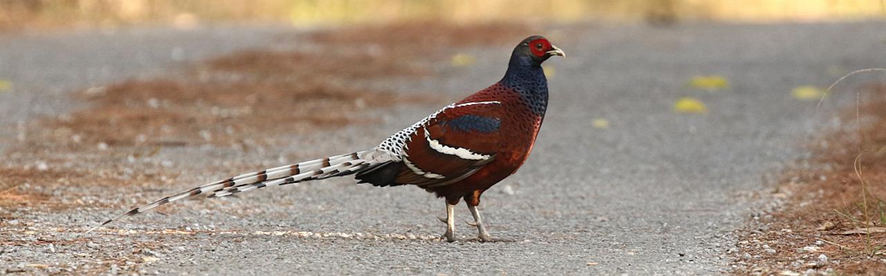 Mrs Humes Pheasant, Thailand Birding Tours, Asia Birding Tours, Naturalist Journeys