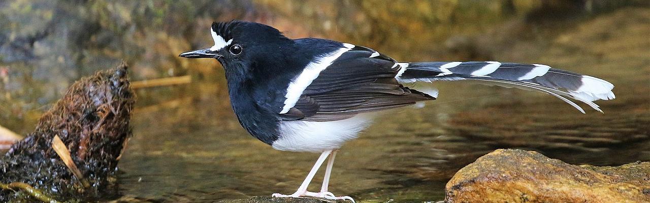 White-crowned Forktail, Thailand, Thailand Birding Tour, Thailand Bird photography tour, Thailand Nature Photography Tour, Naturalist Journeys