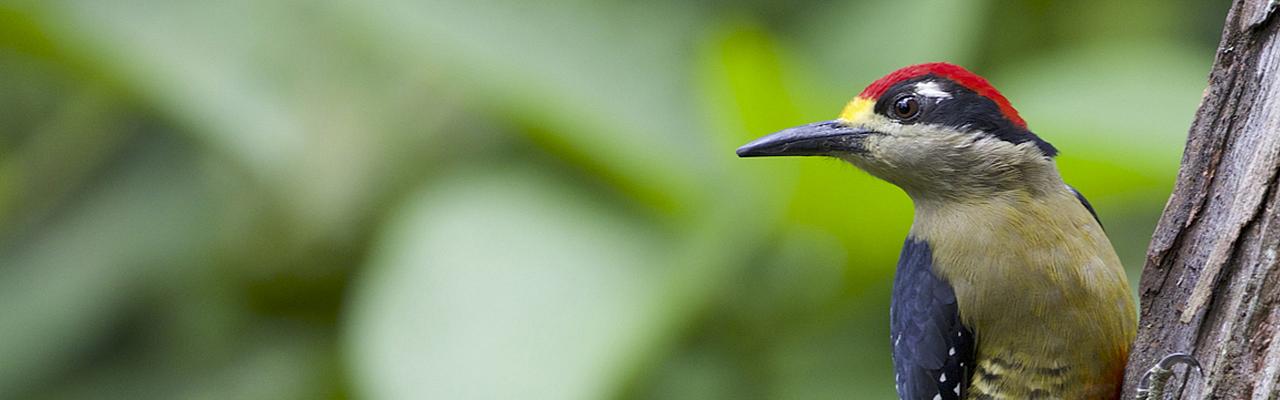 Black-cheeked Woodpecker, Costa Rica, Costa Rica Birding Tour, Costa Rica Nature Tour, Naturalist Journeys