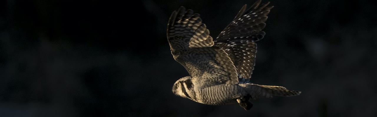 Hawk Owl, Finland Birding Tour, Finland Nature Tours, Naturalist Journeys, Europe Birding, Norway, Norway Birding Tour