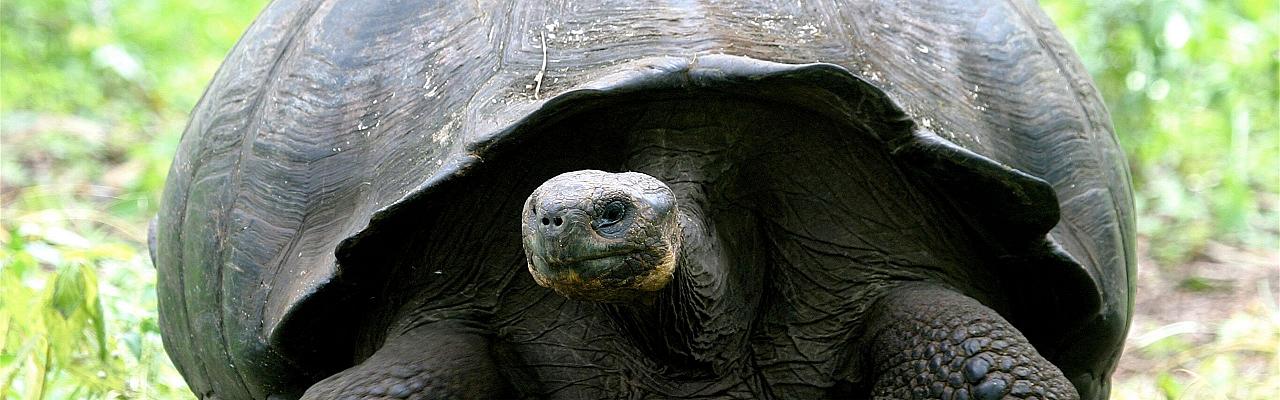 Galapagos Tortoise, Galapagos, Galapagos Islands, Galapagos Cruise, Naturalist Journeys 