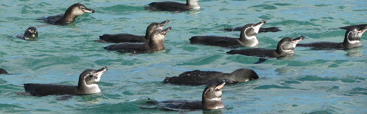 Galapagos Penguin, Galapagos, Galapagos Nature Cruise, Galapagos Wildlife Cruise, Galapagos Birding Cruise, Naturalist Journeys 