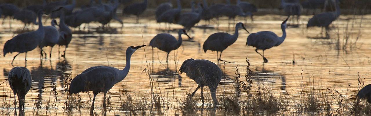 Sandhill Cranes, Southeast Arizona, Arizona, Arizona Nature Tour, Arizona Birding Tour, Naturalist Journeys