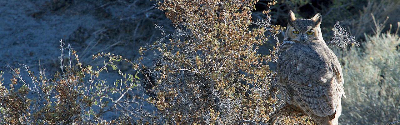 Great Horned Owl, Southeast Arizona, Arizona, Arizona Nature Tour, Arizona Birding Tour, Naturalist Journeys