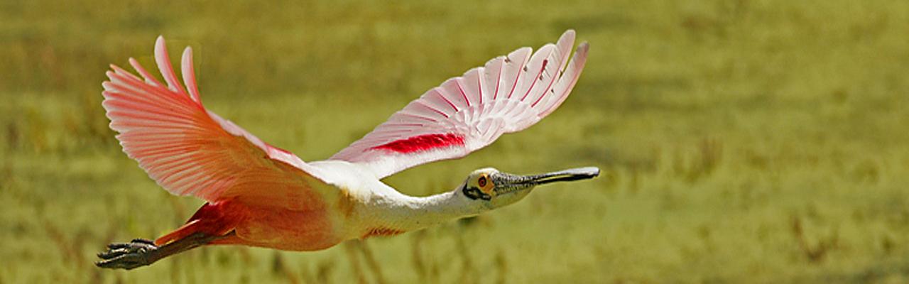 Roseate Spoonbill, Alabama, Dauphin Island, Spring Migration Tour, Alabama Birding Tour, Dauphin Island Birding Tour, Migration Tour, Naturalist Journeys