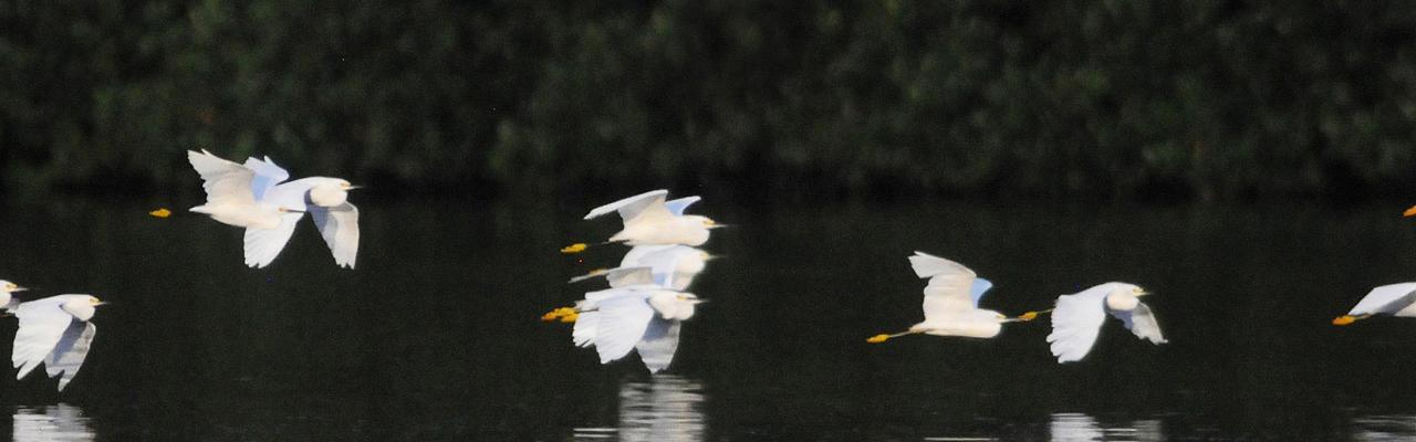 Snowy Egrets, Alabama, Dauphin Island, Spring Migration Tour, Alabama Birding Tour, Dauphin Island Birding Tour, Migration Tour, Naturalist Journeys
