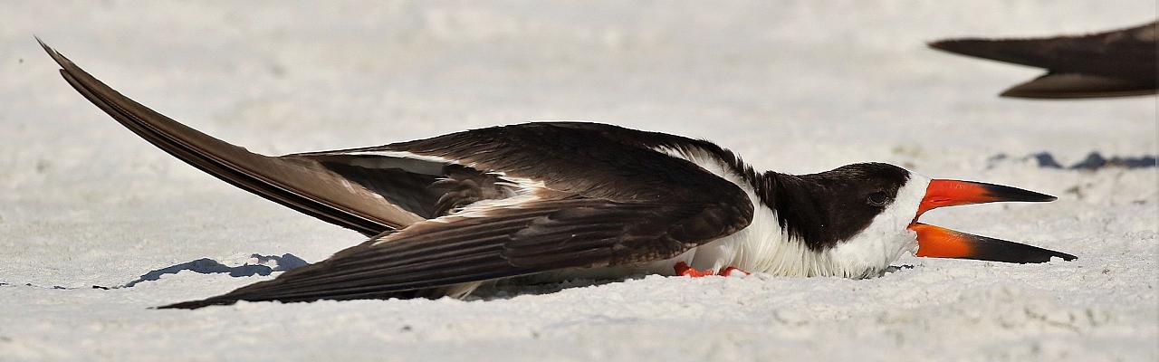 Black Skimmer, Alabama, Dauphin Island, Spring Migration Tour, Alabama Birding Tour, Dauphin Island Birding Tour, Migration Tour, Naturalist Journeys