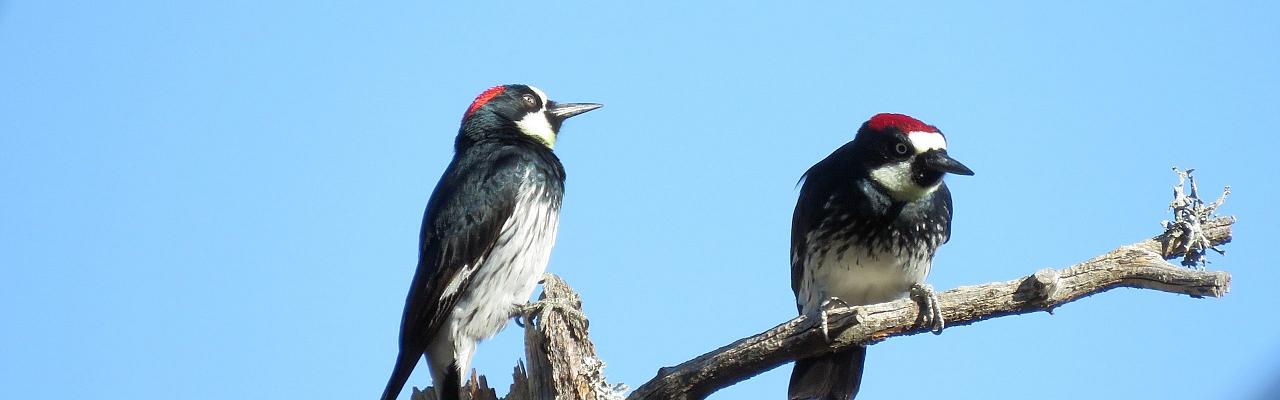 Acorn Woodpecker, Texas, Big Bend, Big Bend National Park, Texas Nature Tour, Texas Birding Tour, Big Bend Nature Tour, Big Bend Birding Tour, Naturalist Journeys