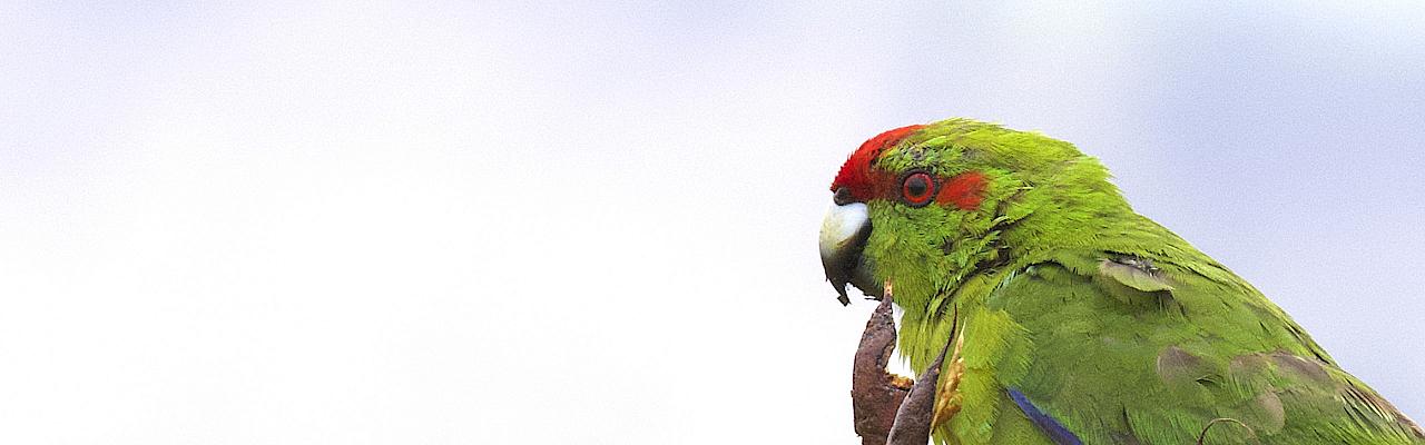 Red-crowned Parakeet, New Zealand, New Zealand Nature Tour, New Zealand Birding Tour, New Zealand Wildlife Tour, Naturalist Journeys